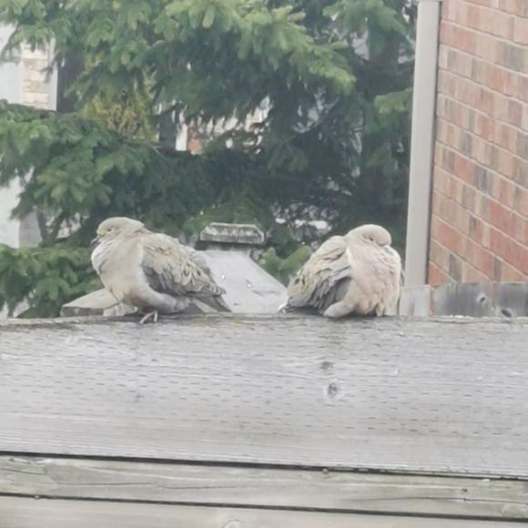 Meet your Posher, Danielle - Picture 1 of 1